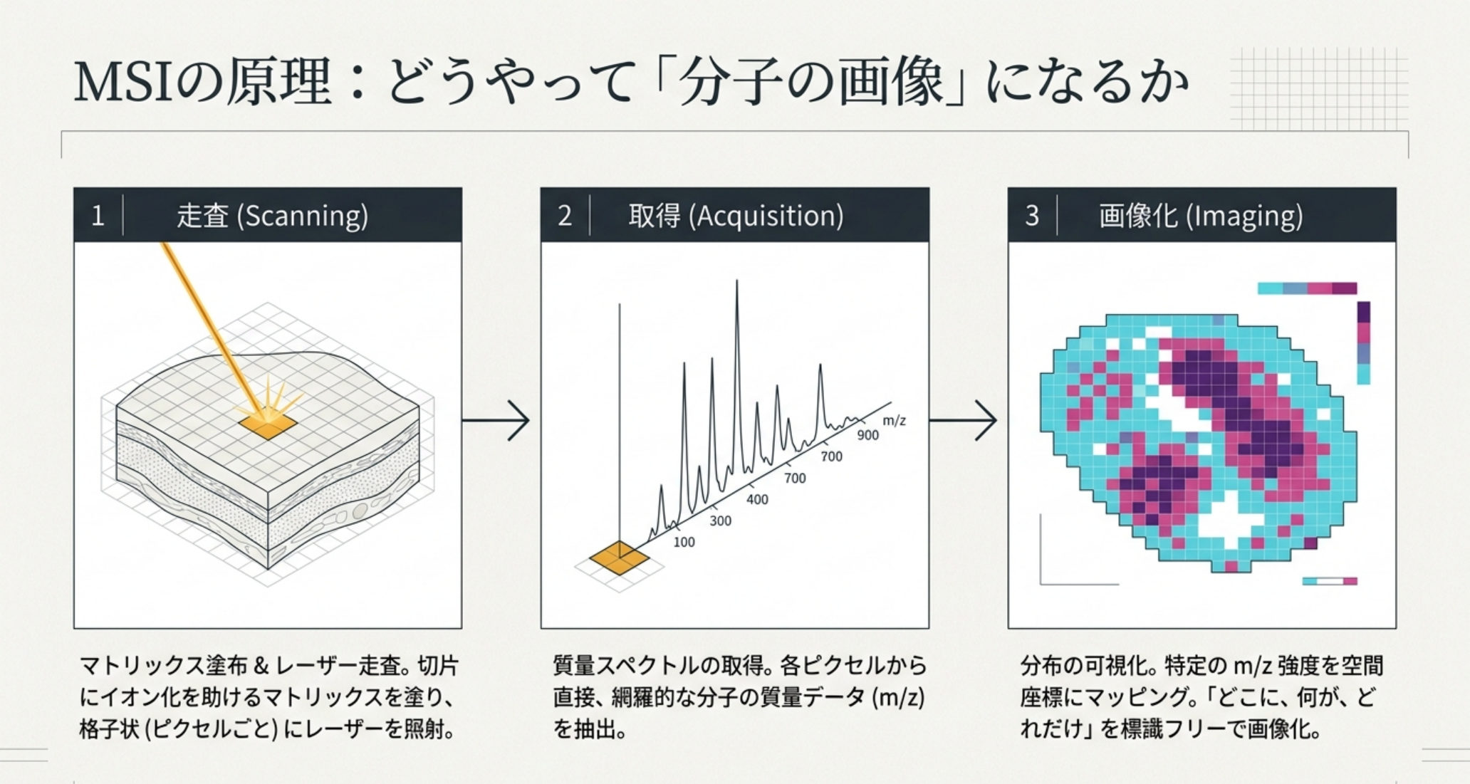 図解：MALDI-MSIのワークフロー。①組織を格子状にレーザー走査 ②各ピクセルで質量スペクトル取得 ③特定m/zを空間にマッピングして分子像を得る