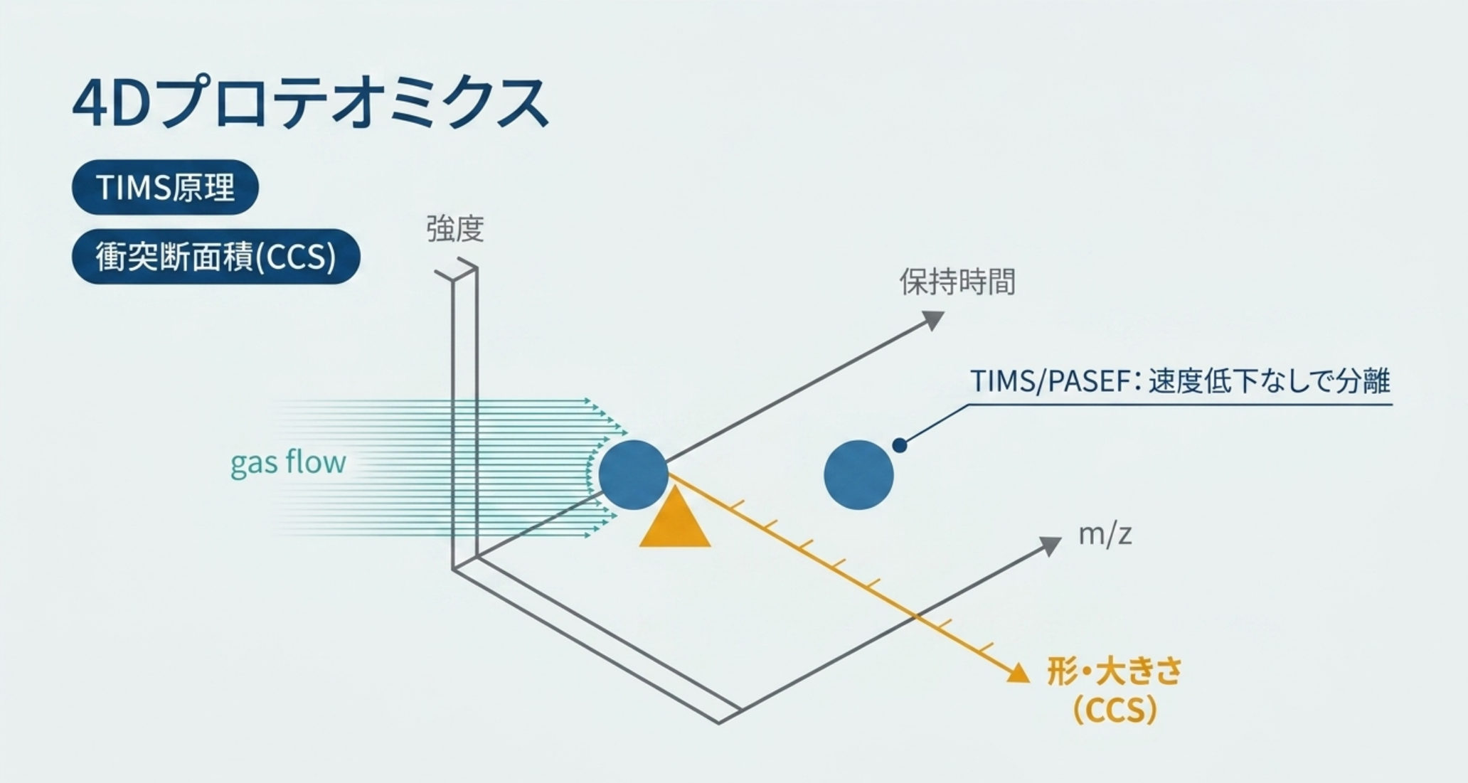 図解：イオンモビリティ（timsTOF）。TIMSで衝突断面積(CCS)＝形・大きさを分離し、保持時間×CCS×m/z×強度の4Dプロテオミクス