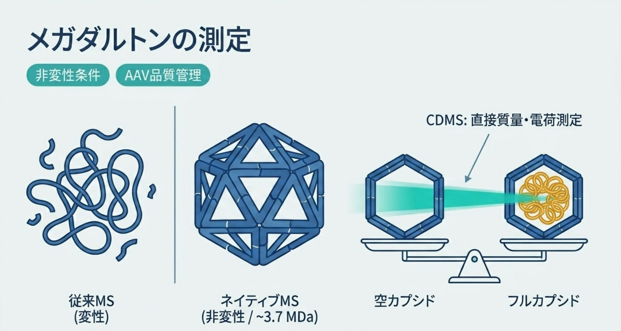 図解：ネイティブMS・電荷検出MS(CDMS)。非変性で測り、単一イオンのm/zと電荷を同時測定してメガダルトンを直接質量。AAV遺伝子治療の空/フル比QC
